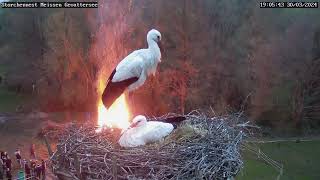 Storchennest Meissen Gevattersee  Osterfeuer und das 1 Ei 🥚  30032024 [upl. by Lemkul]