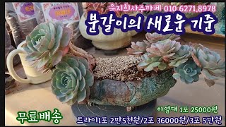 다육이 분갈이의 새로운 기준 트라이와 함께하세요 트라이 3포 5만원 💕윤지희사주까페 01062718978 [upl. by Tyler874]