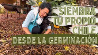 Cómo GERMINAR CHILE  Jalapeño 🌶 [upl. by Gefen158]