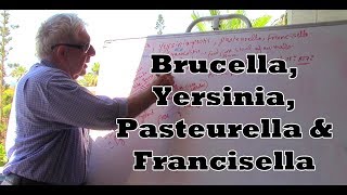 Yersinia Francisella Brucella and Pasteurella  بكتيريا سلبية الغرام [upl. by Beshore]