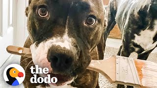 Rescue Pittie Is Her Moms Biggest Helper  The Dodo Pittie Nation [upl. by Jojo]