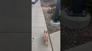 Yorkiepoo in a mission missionimpossible puppy yorkiepoo dog pets yorkie shorts yt [upl. by Curkell]