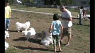 American Eskimo Dogs Vancouver Club Event Sept 6 2008 [upl. by Cagle]