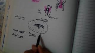 DIAPHRAGM complete explanation MUST WATCH BD is not enough [upl. by Notyrb]