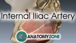 Internal Iliac Artery [upl. by Hiltner378]