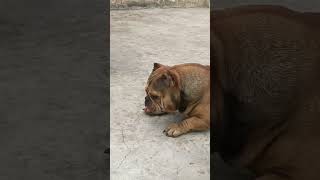 Bully wants to play 😔dog pitbull americanbully shorts ytshorts trendingshorts viralshort [upl. by Wendolyn]