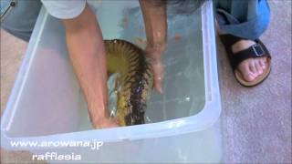 アジアアロワナ産卵 3 【2011JUN 25】 Arowana Breeding [upl. by Archambault]