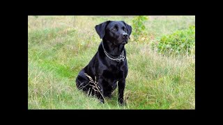 Labrador Barking Voice  My Cute Lovely Labra Dog  Amit Bhardwaj [upl. by Analise]