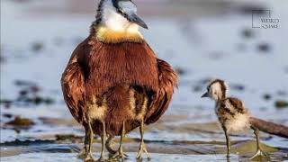 Interesting facts about African Jacana [upl. by Allecram]