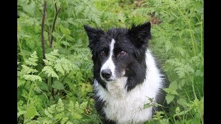 Características en Perros de Pastoreo  TvAgro por Juan Gonzalo Angel [upl. by Ahseiyt]