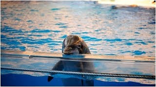 India Declares Dolphins To Be “NonHuman Persons” Dolphin Shows Banned [upl. by Ormsby43]