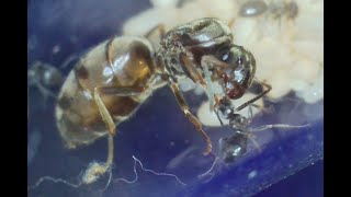 Lasius niger queen from capture to workers day by day progress [upl. by Amelia]