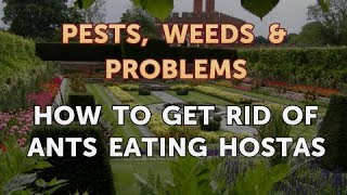 How to Get Rid of Ants Eating Hostas [upl. by Lledal]