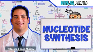 Metabolism  Nucleotide Synthesis  Purine amp Pyrimidine Synthesis [upl. by Zaller73]