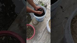 Jamun seed germination again shorts nature vipinkrishali [upl. by Blaseio918]