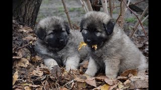 Sarplaninac  Titov Kincse kennel quotDquot alom  7 hetes [upl. by Fesuoy]