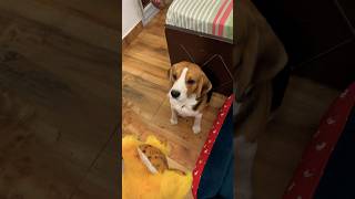 Bholi Si Surat  Coco Ka Gudda  pet lovers  COCOBEAGLE dog beagle [upl. by Bastian]