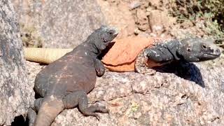 Phoenixs Fittest Male Chuckwalla Lizard Doing PushUps to Impress Girlfriend [upl. by Woolson]