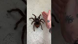 Largest spider in the world [upl. by Verdi309]