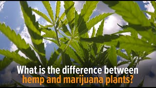 What is the difference between hemp and marijuana plants [upl. by Chrystal392]