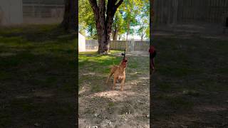 Buster and the tree xlbully dogbreed shortsvideo [upl. by Arlynne]