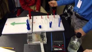 DNA fingerprinting [upl. by Bleier]