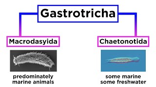 Phylum Gastrotricha Hairybellies [upl. by Gaspard]