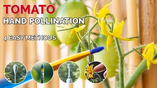 How to Hand Pollinate Tomato Flowers 4 Easy Methods [upl. by Rissa]