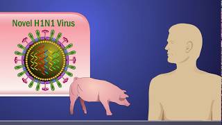 Antigenic Shift and the H1N1 Influenza A Virus [upl. by Huntlee]