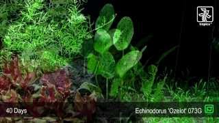 Echinodorus Ozelot Green [upl. by Alake]