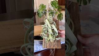 how I water my staghorn fern and air plants pro tip use rainwater if you have any 🌧️ [upl. by Norby]