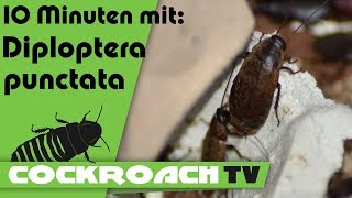 10 Minuten Diploptera punctata [upl. by Luciano]