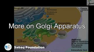 More on Golgi Apparatus Biology Lecture  Sabaqpk [upl. by Assiruam]