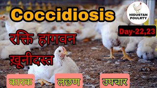 Coccidiosis disease in Broiler Poultry  मुर्गियों में खूनी दस्त  उपचार  Hindustan Poultry  Hindi [upl. by Hasina354]