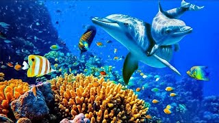 Relaxing Music to Relieve Stress Anxiety and Depression • Mind Body 🐬 Soothing music for nerves [upl. by Legnaesoj]