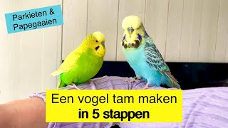 Een vogel tam maken in 5 stappen  Parkiet amp Papegaai [upl. by Reiner]