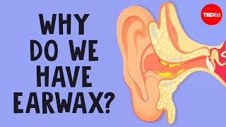 What is earwax — and should you get rid of it  Henry C Ou [upl. by Balkin214]