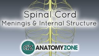 Spinal Cord  Meninges and Internal Structure  Anatomy Tutorial [upl. by Christoforo]