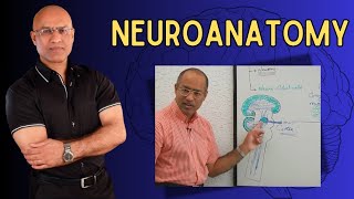 Neuroanatomy  Neurology  Neuroscience  Dr Najeeb [upl. by Erdnassak490]