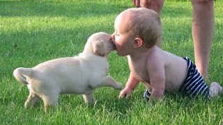 Les bébés et les chiots jouent ensemble  Nouvelle Vidéo Compilation NOUVELLE VIDÉO HD [upl. by Fortunato]