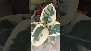 5 Best air purifier plant for bedroom 😍🪴💚 airpurifierplant houseplants indoorplants gardening [upl. by Norbie199]