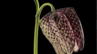 Fritillaria meleagris Snakes Head Fritillary flower timelpase [upl. by Bergeron]