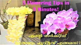 Orchid Flowering Tips in 5 Minutes In Malayalam [upl. by Tri]