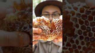 ASMR Eating Raw Honeycomb With Bees 🐝 shorts [upl. by Louise]