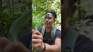 if a snake catches you then you can escape it in this way shortsvideo [upl. by Zoeller]