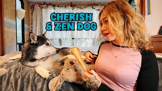 🐕Get to know my husky dog Zen His fav dog products treats and toys [upl. by Almund945]