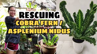 RESCUING COBRA FERNASPLENIUM NIDUSHOW TO TAKE CARE OF COBRA FERNASPLENIUM NIDUS PLANTGrace J M [upl. by Nela305]