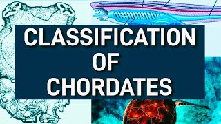 Classification of chordates  Phylum chordate classification  kingdom Animalia [upl. by Ycram]