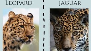 Difference between Leopard amp Jaguar 😱Be the first one to know [upl. by Nahgen136]