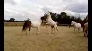 chevaux qui se battent [upl. by Edda]